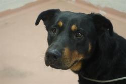 Shelter Stray Male Dog last seen Near BLOCK SUNBELT BLVD, Columbia, SC 29209