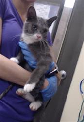 Shelter Stray Male Cat last seen Near BLOCK N OSAGE ST, DENVER CO 80211, Denver, CO 80223