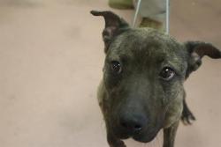 Shelter Stray Male Dog last seen Near BLOCK WINNSBORO RD, Columbia, SC 29209