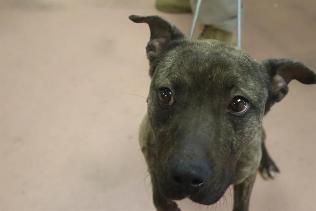 Shelter Stray Male Dog last seen Near BLOCK WINNSBORO RD, Columbia, SC 29209