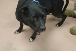 Shelter Stray Female Dog last seen Near BLOCK LYKESLAND TRAIL, Columbia, SC 29209