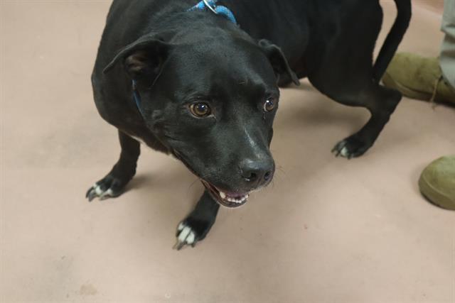 Shelter Stray Female Dog last seen Near BLOCK LYKESLAND TRAIL, Columbia, SC 29209