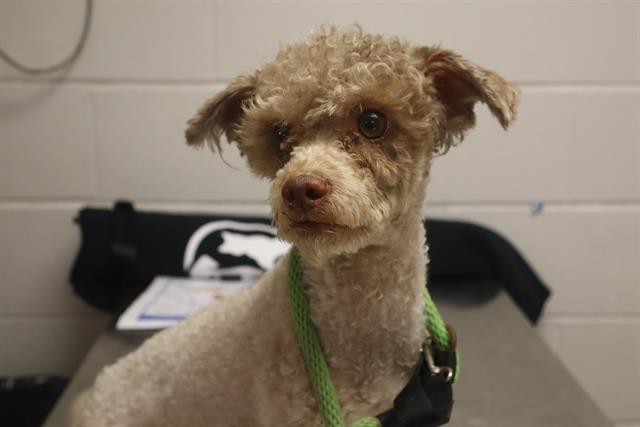 Shelter Stray Male Dog last seen Near BLOCK ANGEL GARDEN WAY, Columbia, SC 29209