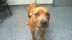 Shelter Stray Male Dog last seen CHARLOTTE, Charlotte, NC 28217
