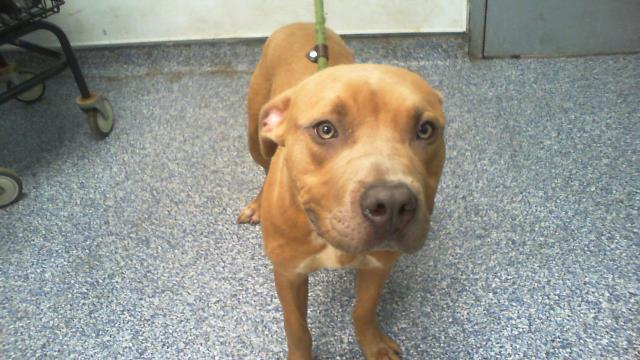Shelter Stray Male Dog last seen CHARLOTTE, Charlotte, NC 28217