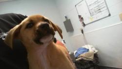 Shelter Stray Female Dog last seen CHARLOTTE, Charlotte, NC 28217