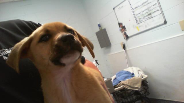Shelter Stray Female Dog last seen CHARLOTTE, Charlotte, NC 28217