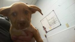 Shelter Stray Female Dog last seen CHARLOTTE, Charlotte, NC 28217