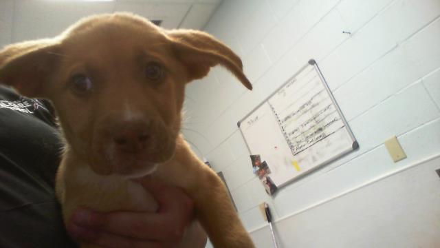 Shelter Stray Female Dog last seen CHARLOTTE, Charlotte, NC 28217