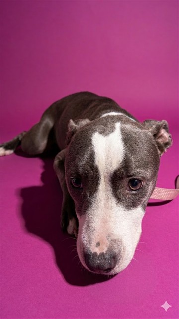 Shelter Stray Female Dog last seen NANCY AND 30TH, Jacksonville, FL 32204