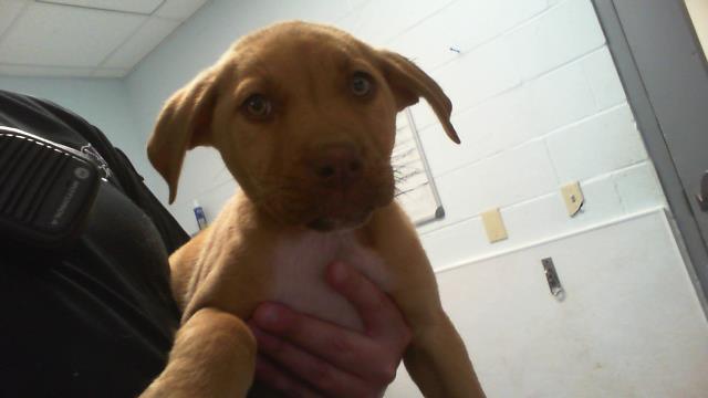 Shelter Stray Male Dog last seen CHARLOTTE, Charlotte, NC 28217
