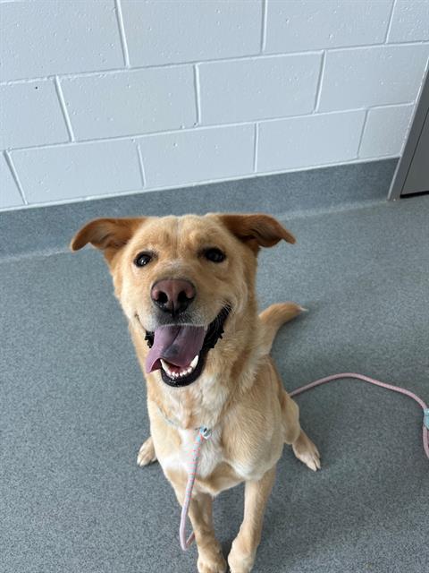Shelter Stray Male Dog last seen Near , Indianapolis, IN 46221