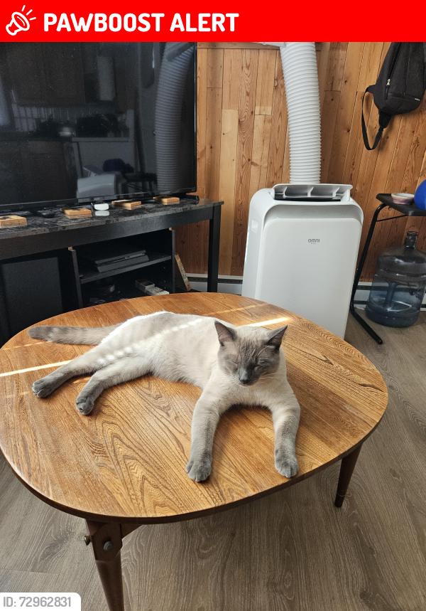 Lost Male Cat last seen Miller road and hwy 11, Lac du Bonnet, MB R0E 1A0