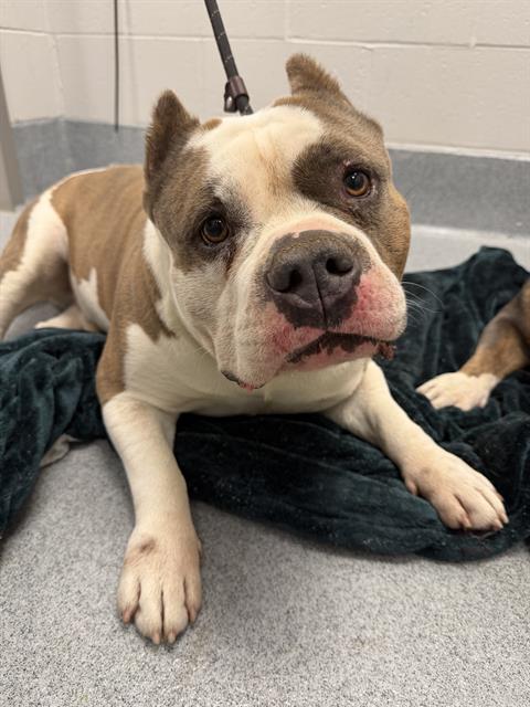 Shelter Stray Male Dog last seen Near , Indianapolis, IN 46221