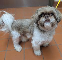 Shelter Stray Male Dog last seen , Camarillo, CA 93010