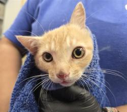 Shelter Stray Male Cat last seen , Camarillo, CA 93010