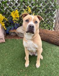 Shelter Stray Female Dog last seen ABANDON AT OKC AW, Oklahoma City, OK 73129