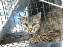 Shelter Stray Female Cat last seen Near BLOCK SE 38TH ST, Oklahoma City, OK 73129