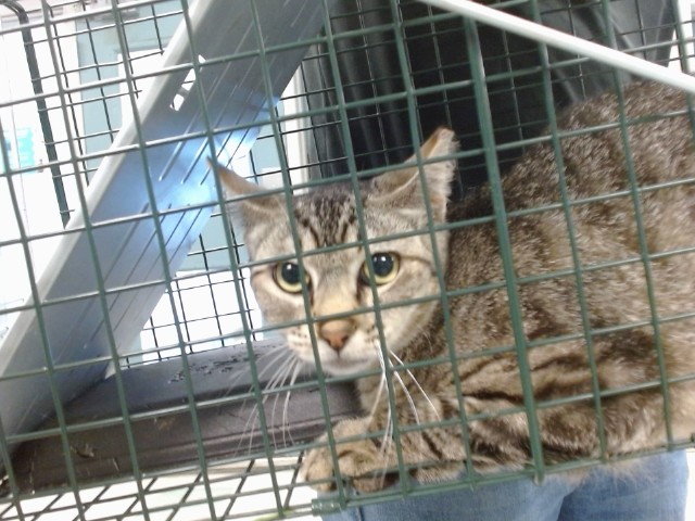 Shelter Stray Female Cat last seen Near BLOCK SE 38TH ST, Oklahoma City, OK 73129