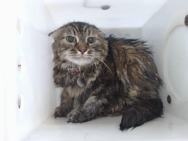 Shelter Stray Female Cat last seen , Orlando, FL 32839