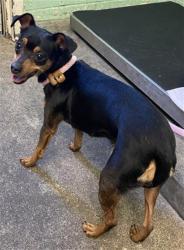 Shelter Stray Female Dog last seen 24TH ST & O ST, Sacramento, CA 95818