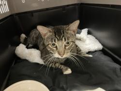 Shelter Stray Unknown Cat last seen Near BLOCK S IDA AVE, WICHITA KS 67211, Wichita, KS 67219