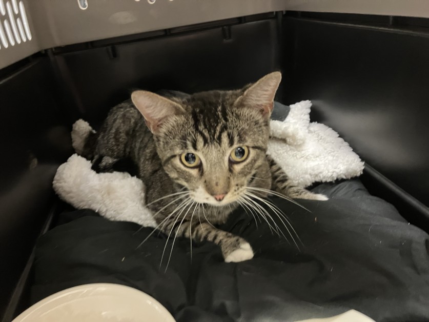 Shelter Stray Unknown Cat last seen Near BLOCK S IDA AVE, WICHITA KS 67211, Wichita, KS 67219