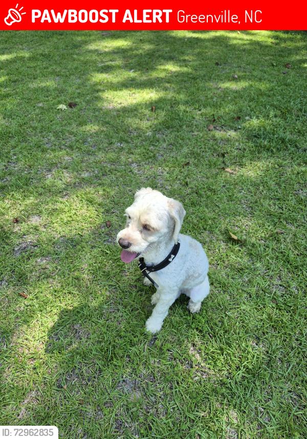 Lost Male Dog last seen  Hooker Road. In neighborhood on Cortland Road Rd across street from Sycamore Church. , Greenville, NC 27834
