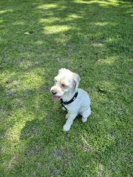 Lost Male Dog last seen  Hooker Road. In neighborhood on Cortland Road Rd across street from Sycamore Church. , Greenville, NC 27834
