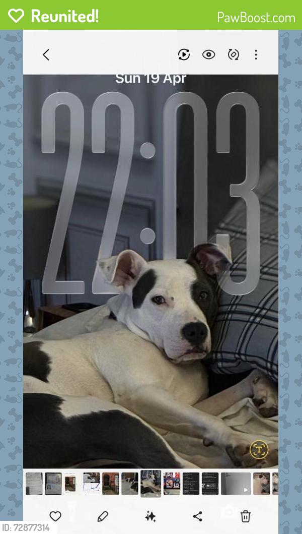 Reunited Female Dog last seen Freehold flts, Rochdale, England 