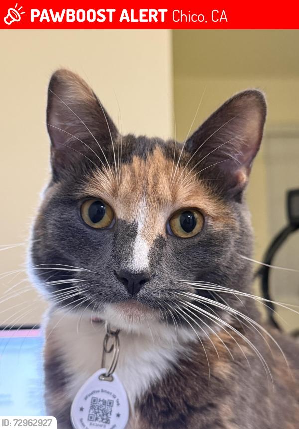 Lost Female Cat last seen Locust street, Chico, CA 95926