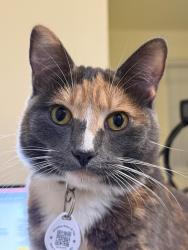 Lost Female Cat last seen Locust street, Chico, CA 95926