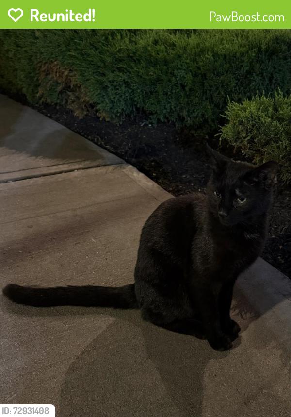 Reunited Female Cat last seen Manning ave & Lafayette st, Jersey City, NJ 07304