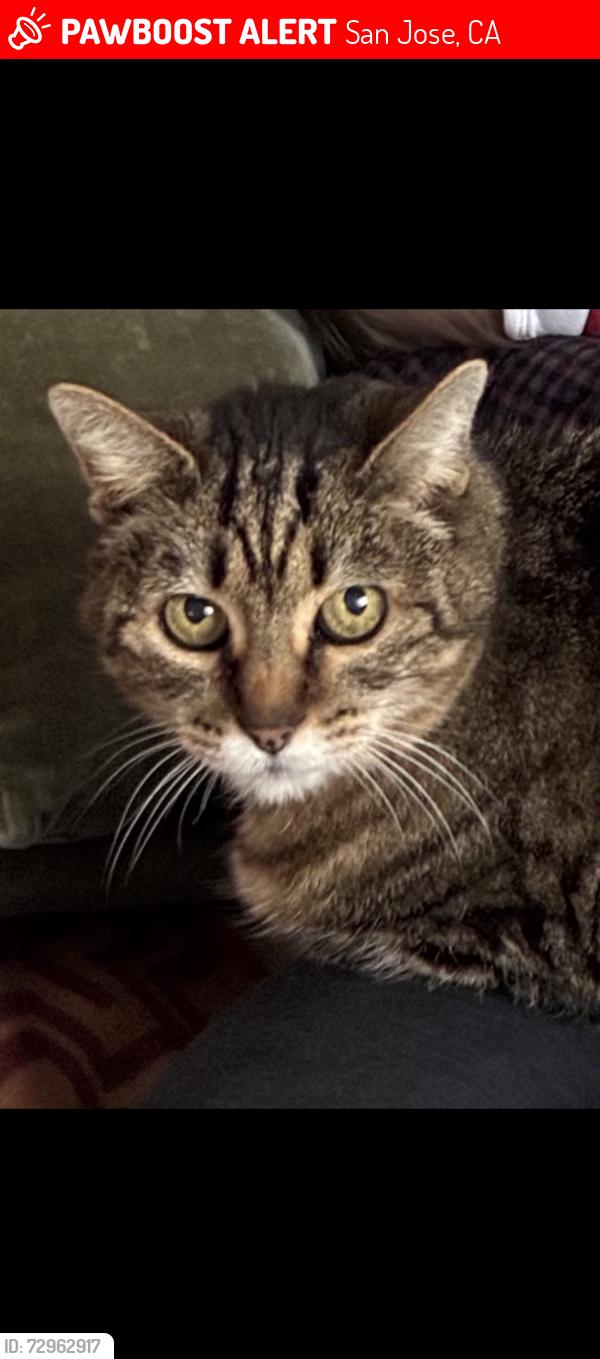 Lost Female Cat last seen Coe ave between Bird and Delmas , San Jose, CA 95125