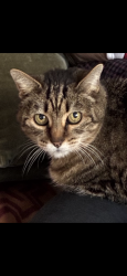 Lost Female Cat last seen Coe ave between Bird and Delmas , San Jose, CA 95125