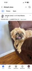 Found/Stray Female Dog last seen Hwy41, Robeson County, NC 28358