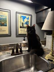 Lost Male Cat last seen Gibson pond road , Lexington, SC 29072