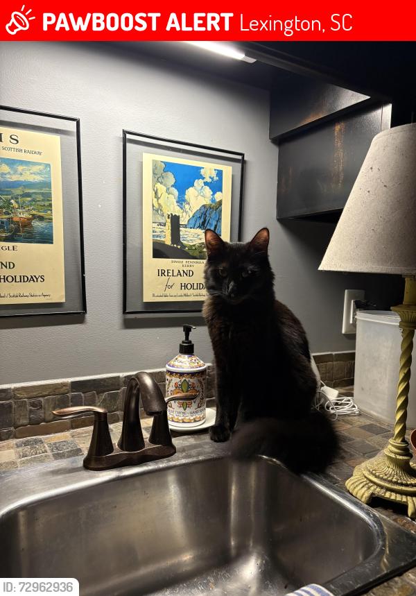 Lost Male Cat last seen Gibson pond road , Lexington, SC 29072