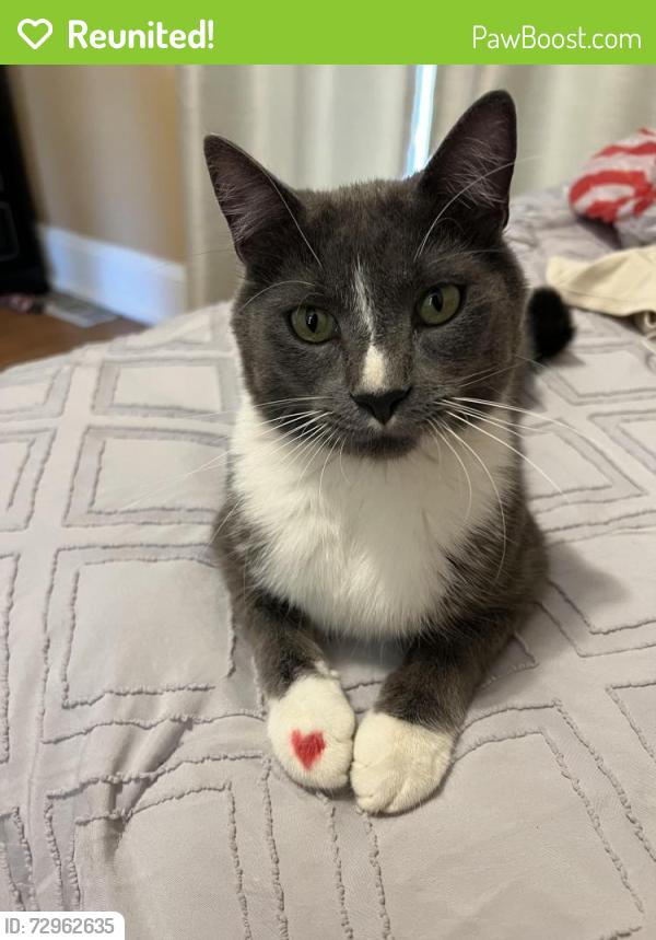 Reunited Male Cat last seen 12th ave s and 26th street , Minneapolis, MN 55407