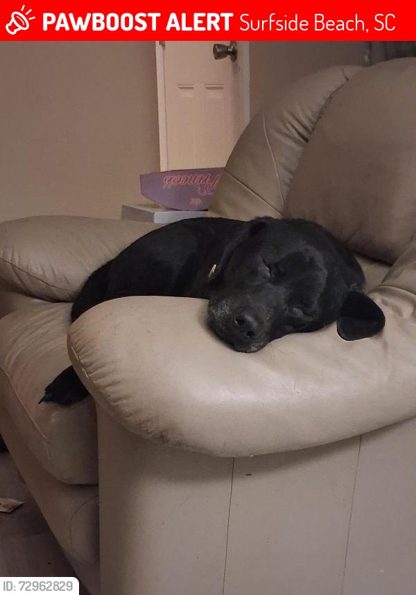 Lost Female Dog last seen Azalea dr, Surfside Beach, SC 29575