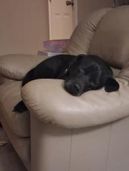 Lost Female Dog last seen Azalea dr, Surfside Beach, SC 29575