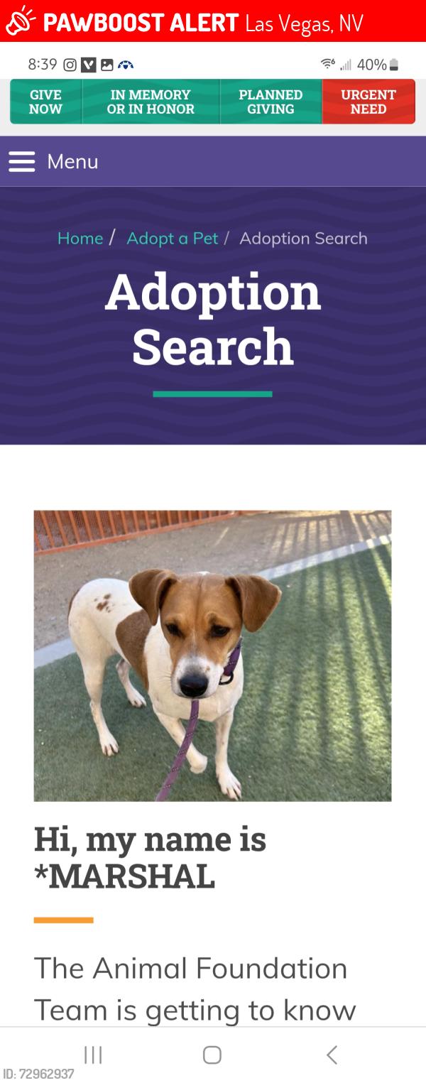 Lost Male Dog last seen Buffalo and desert inn, Las Vegas, NV 89117