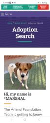 Lost Male Dog last seen Buffalo and desert inn, Las Vegas, NV 89117