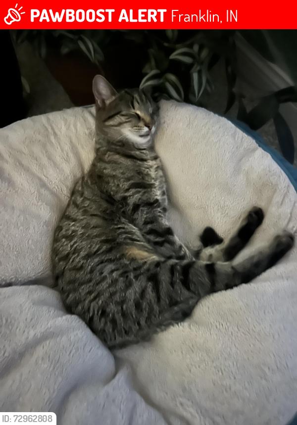 Lost Female Cat last seen Near W SR 44 Franklin , Franklin, IN 46131