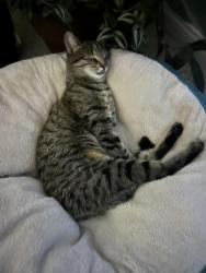 Lost Female Cat last seen Near W SR 44 Franklin , Franklin, IN 46131