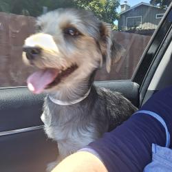 Reunited Male Dog last seen Rancho Medanos Middle school. On Leeland st., Pittsburg, CA 94565
