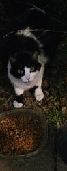 Found/Stray Unknown Cat last seen Mills st at pine st, La Mesa, CA 91942