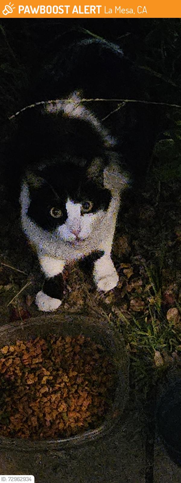 Found/Stray Unknown Cat last seen Mills st at pine st, La Mesa, CA 91942