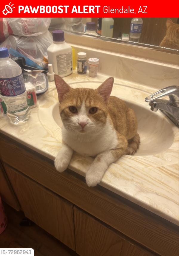 Lost Male Cat last seen 43rd Ave and Pinnacle Peak Rd., Glendale, AZ 85310
