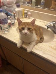 Lost Male Cat last seen 43rd Ave and Pinnacle Peak Rd., Glendale, AZ 85310